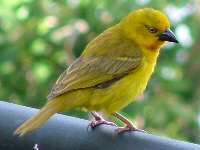 Golden Weaver Golden Weaver